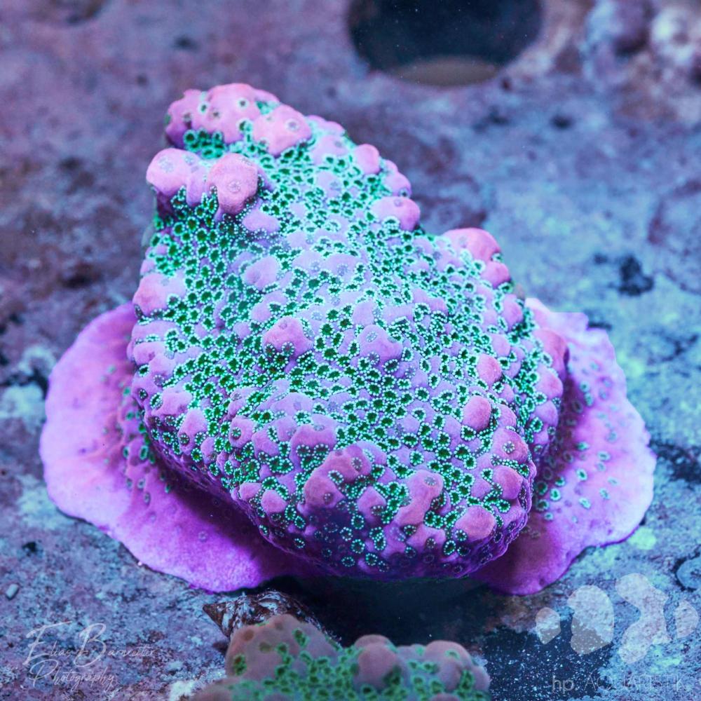 Montipora Pink Pussy